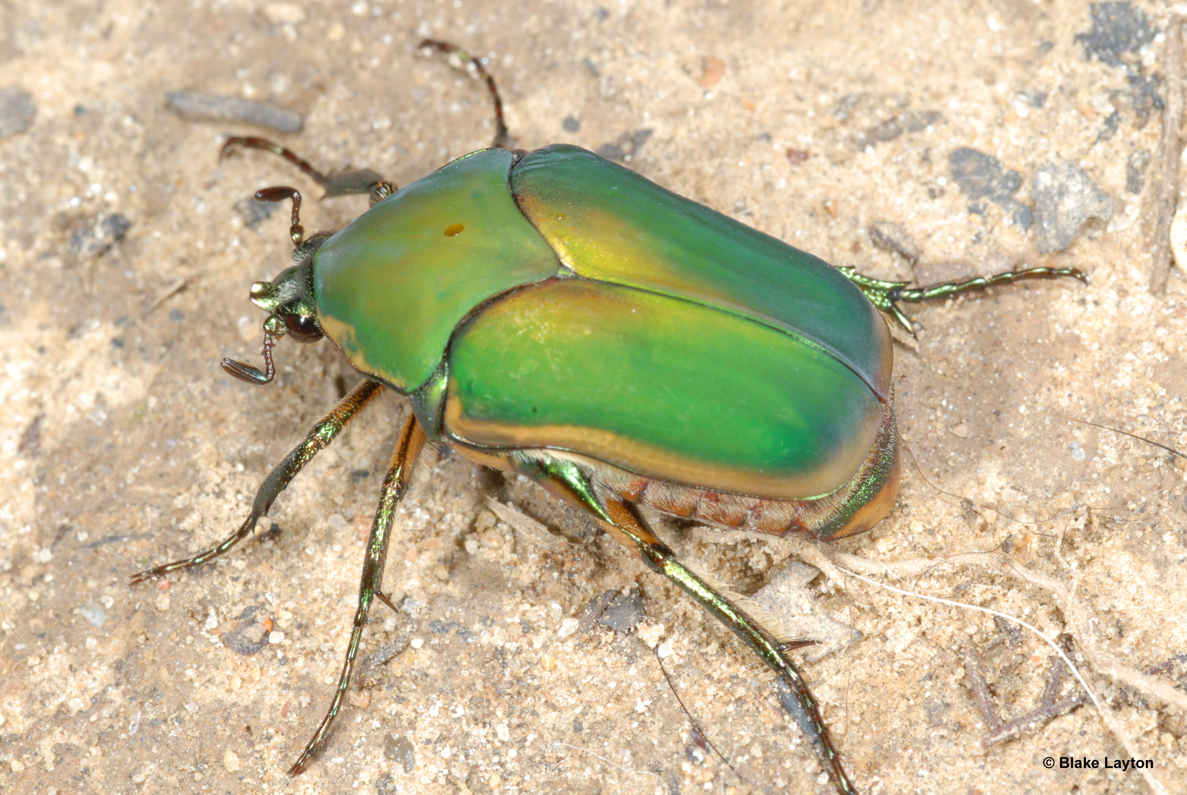 Green june beetle vol no mississippi state university service