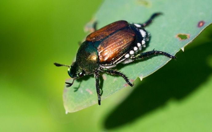 What do june bugs eat learn their diet life cycle and how to stop them