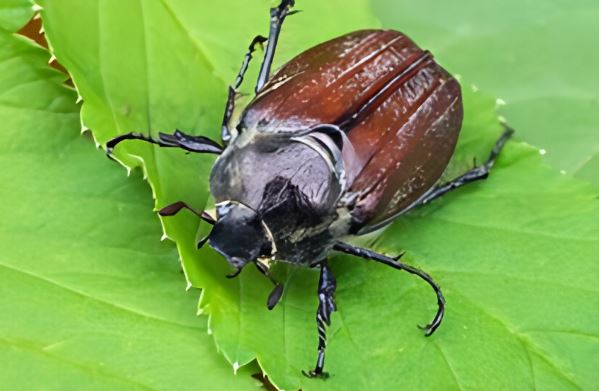 What is a june bug different types lifecycle habits myths