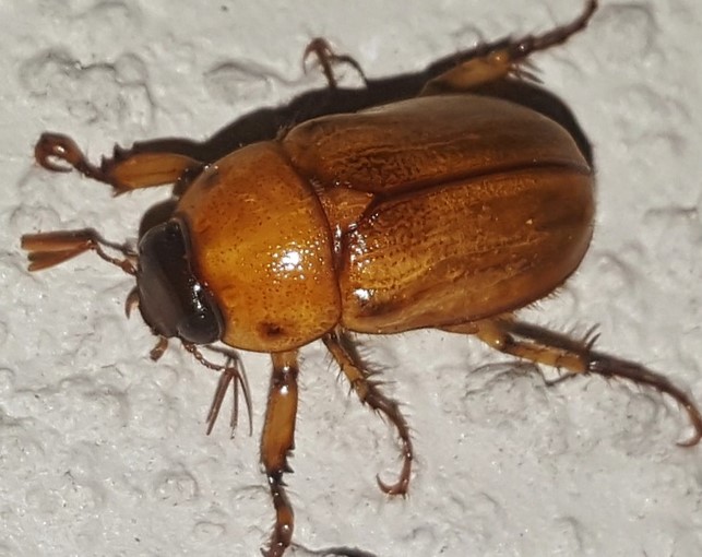 June bugs have arrived in indiana