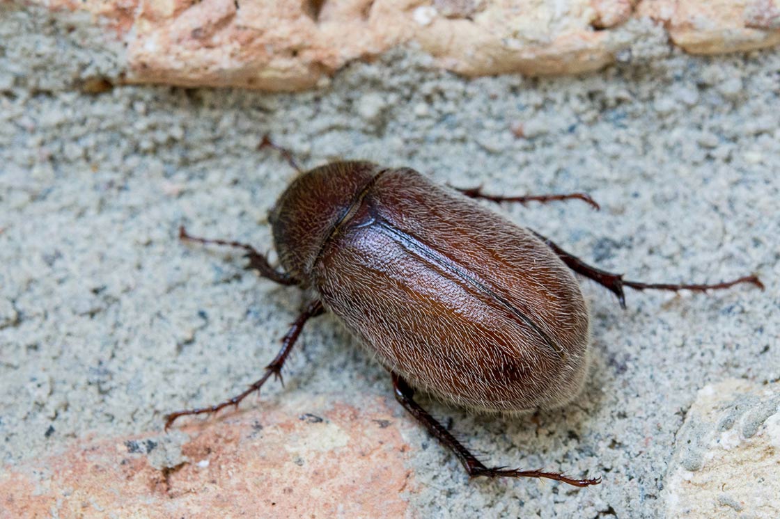 June beetle