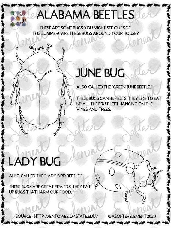 Nature coloring pages alabama beetles june bug lady bug bug coloring worksheet