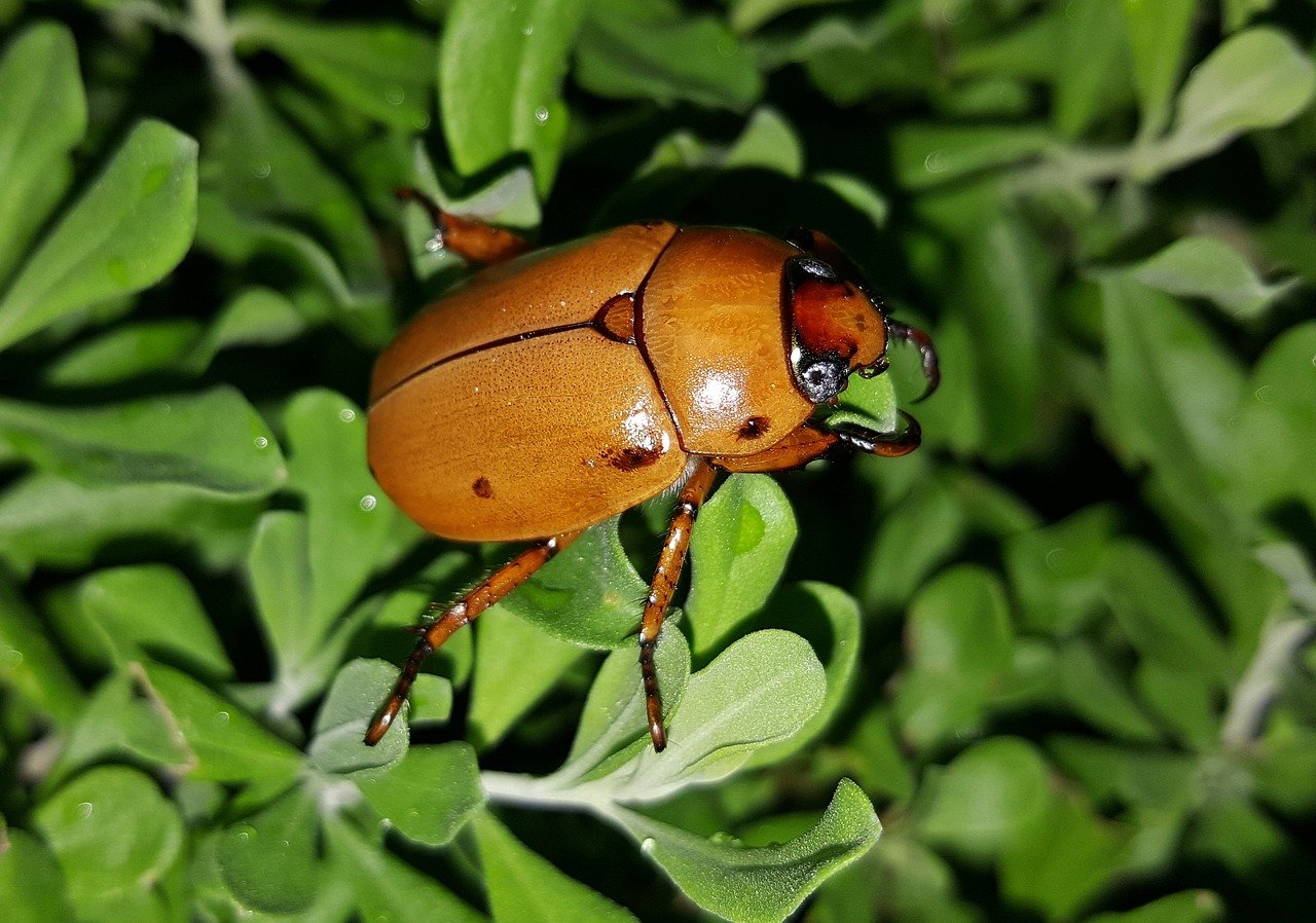 Mostly harmless â and kind of entertaining â this is the season for the june bug texas standard