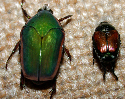 Not quite a japanese beetle the green june bug