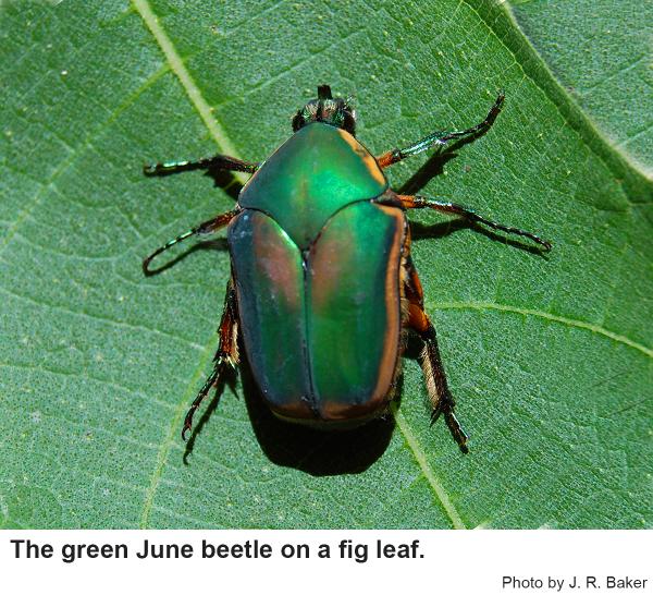 Green june beetle in the landscape nc state extension publications