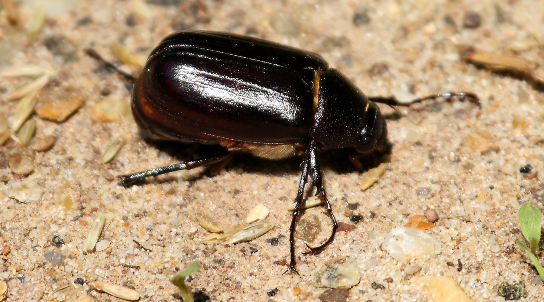 June bugs are more than a flying nuisance morning ag clips