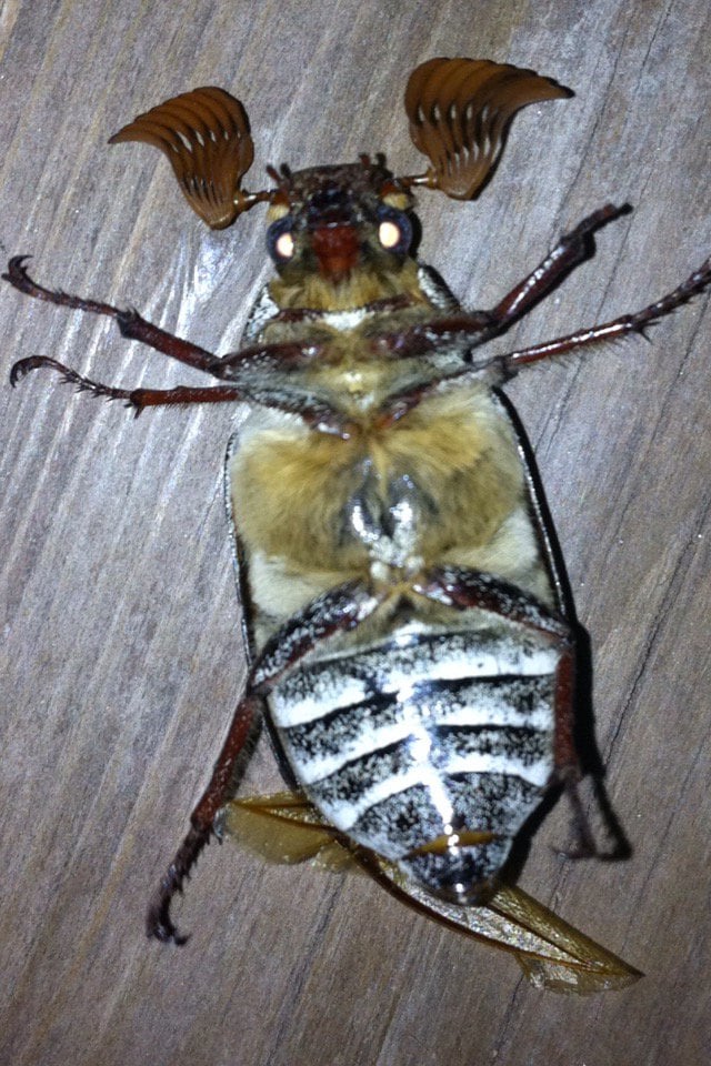 Can anyone please identify this bug picture is probably years old larger than a quarter found in the colorado rocky mountains seen it a few times and i hope someone can