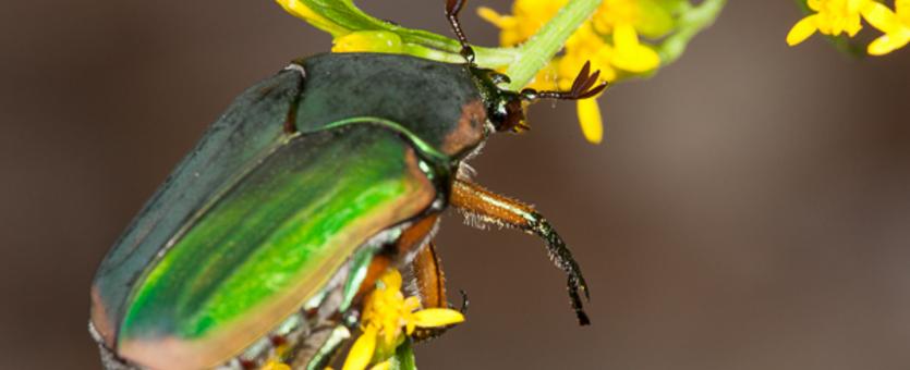 Green june beetle missouri department of conservation