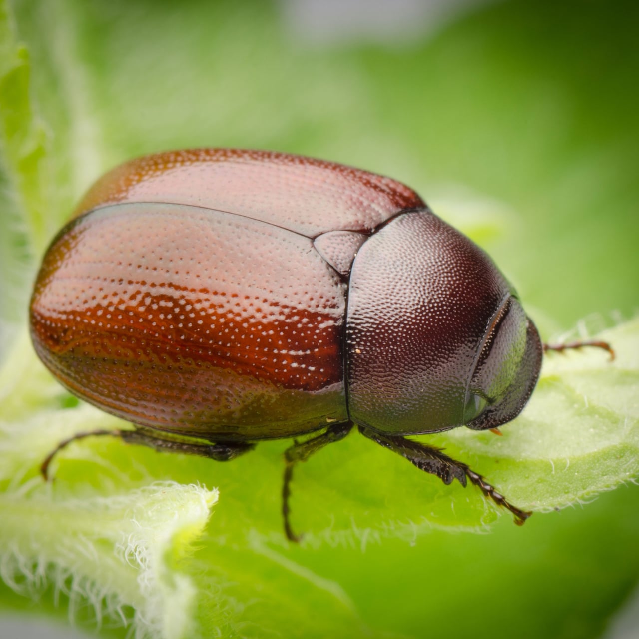 Things you need to know about june bugs news