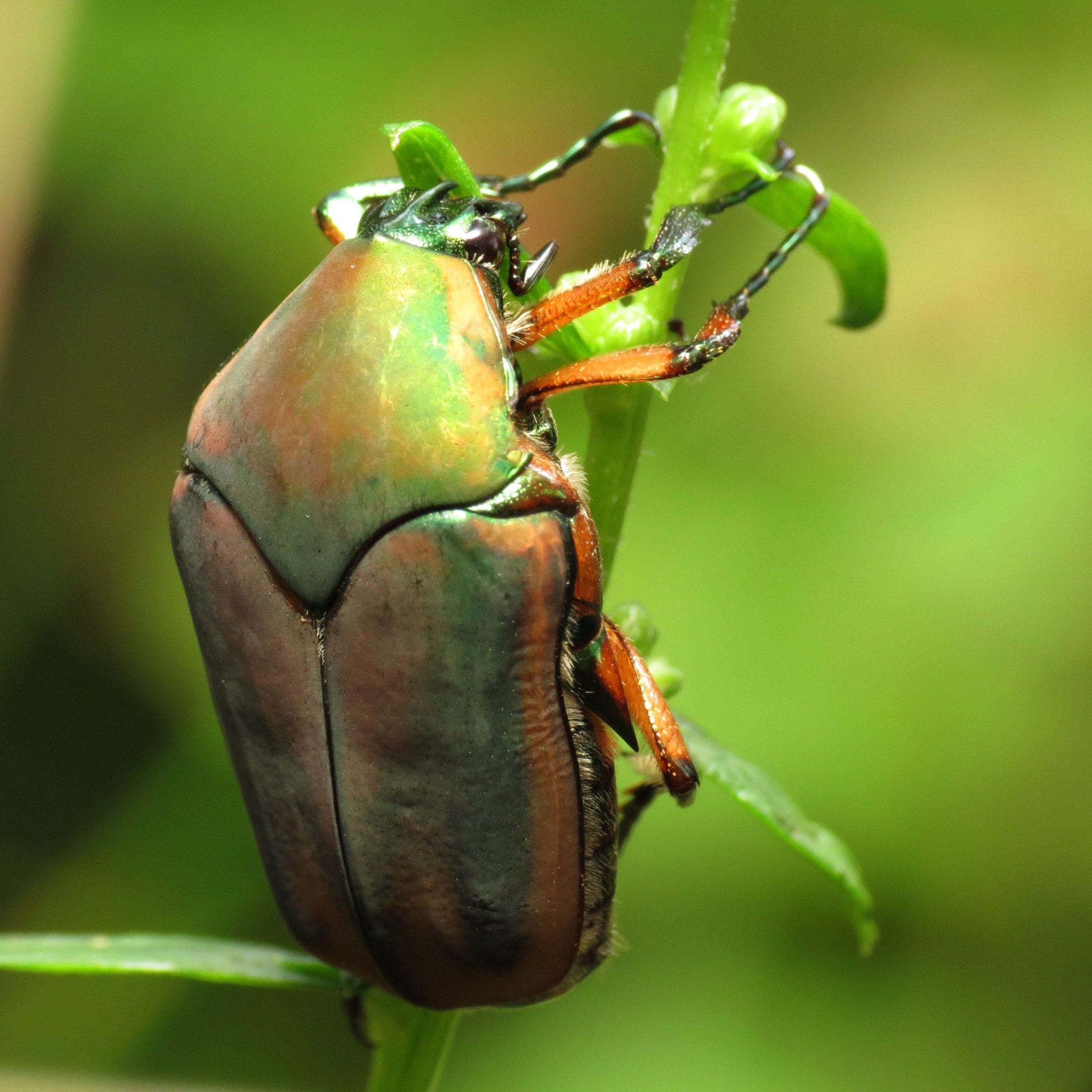 Green june beetles â center for urban agriculture