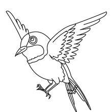 Sparrow coloring pages