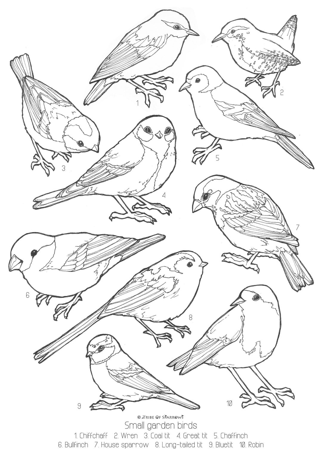 Small garden birds uk colouring page digital download print at home