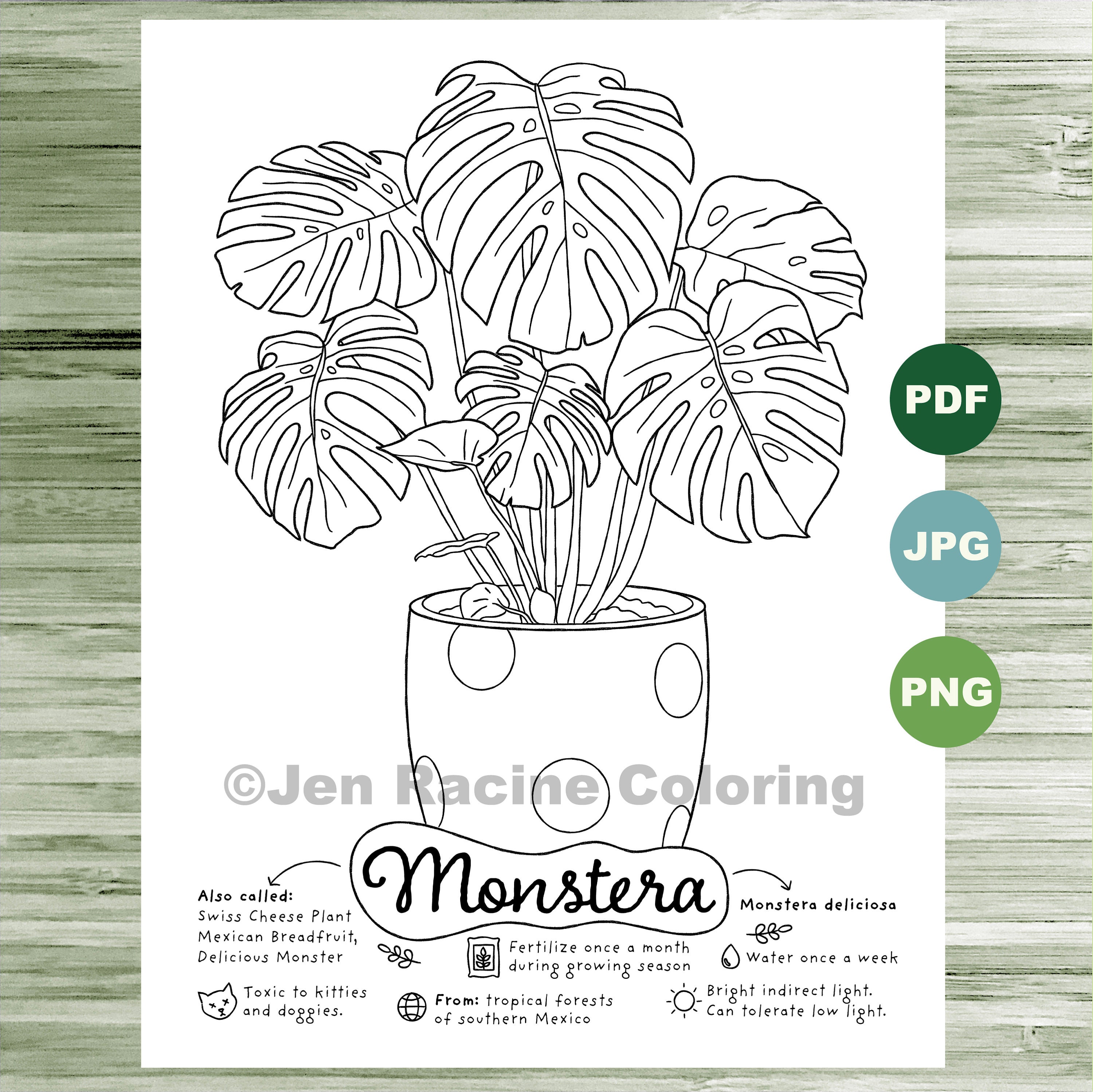 Monstera coloring page plants indoor plant houseplant art adult coloring page coloring pages