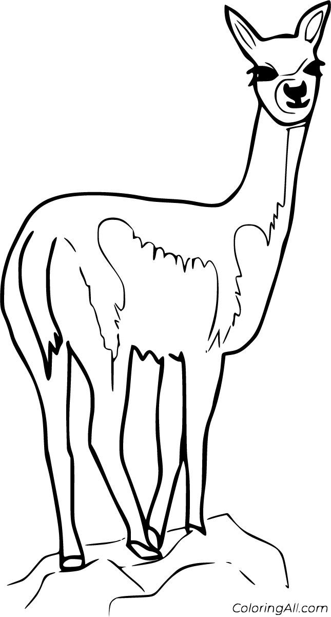 Free printable vicuna coloring pages in vector format easy to print from any device and automatically fit any paper size coloring pages mammals color