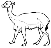 Vicunas coloring pages free coloring pages