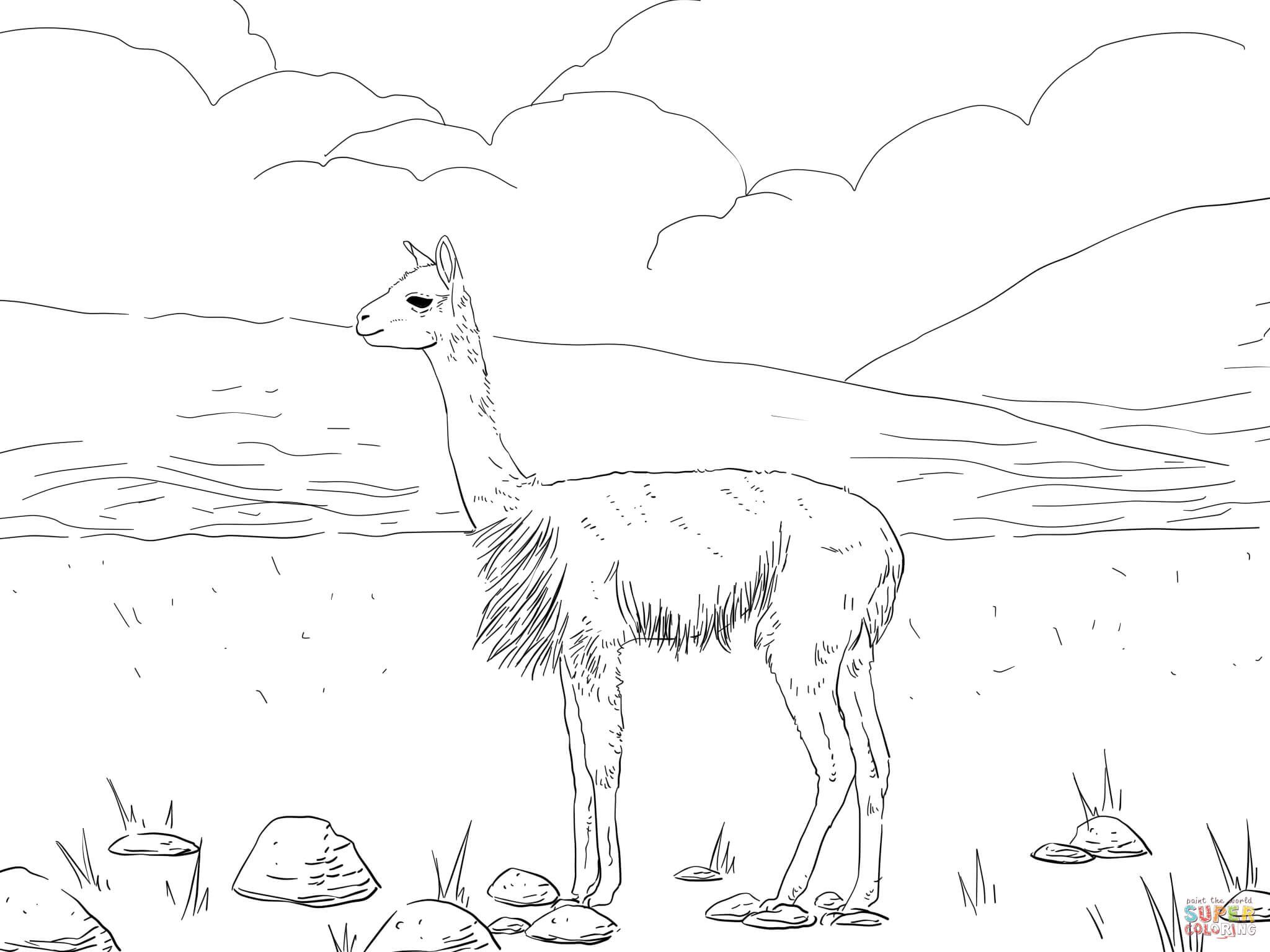 Vicunas south american camel coloring page free printable coloring pages