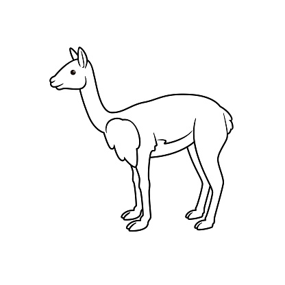 Vector illustration of vicuna isolated on white background for kids coloring book stock illustration