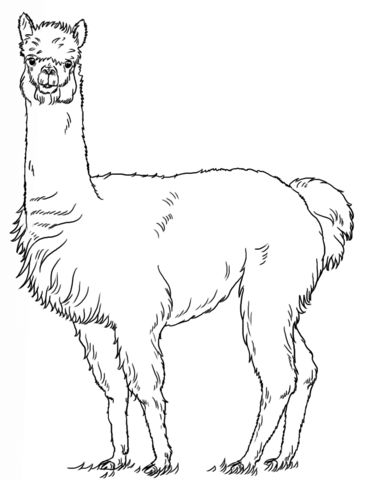 Alpaca coloring page alpaca drawing llama drawing drawing tutorial