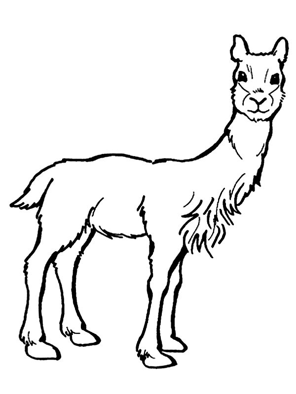 V for vicuna zoo animal coloring pages animal coloring pages cat printable