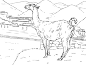 Vicunas coloring pages free coloring pages