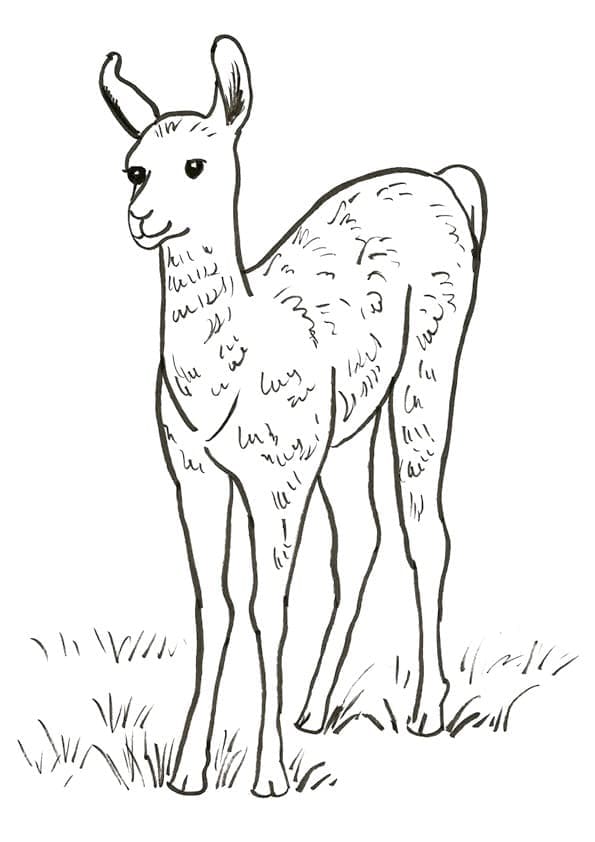 A baby llama coloring page