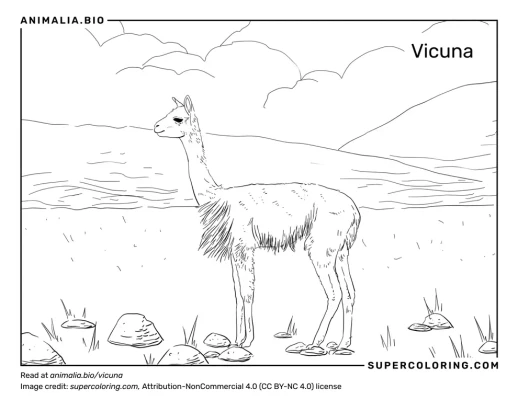 Vicuna