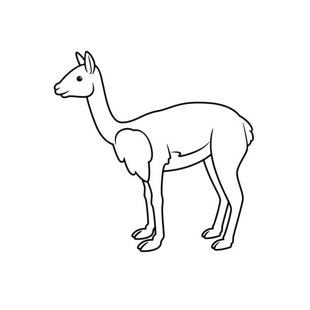 Vector illustration of vicuna isolated on white background for kids coloring book stock illustration