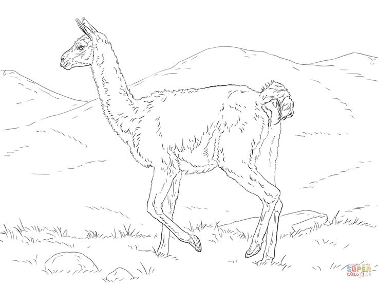 Image result for guanaco coloring sheet coloring pages animal templates coloring book pages