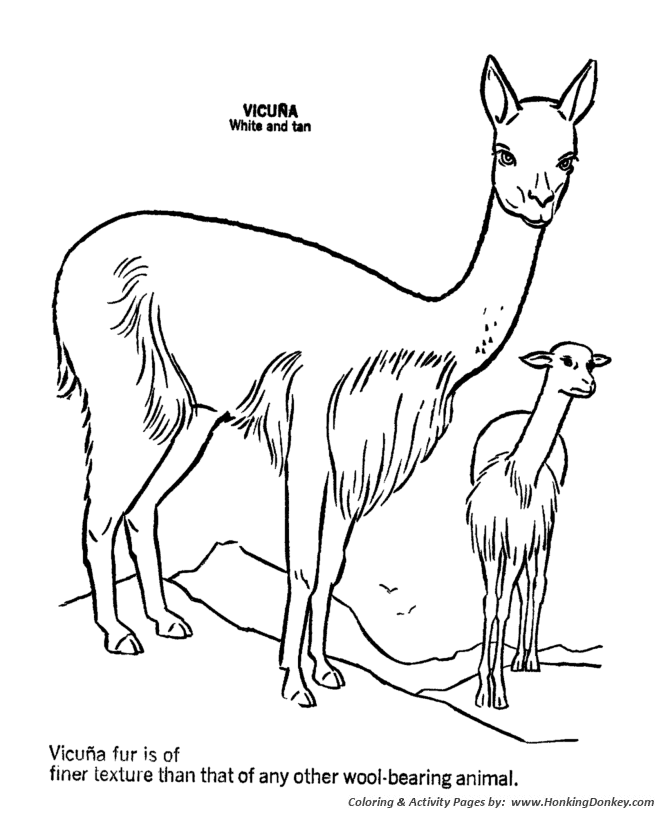 Vicuna coloring pages wild vicuna coloring page and kids activity sheet