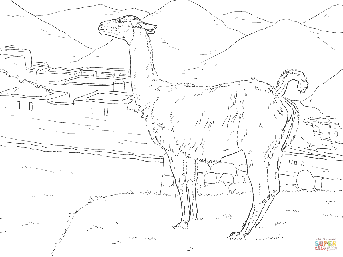 Realistic vicunas coloring page free printable coloring pages