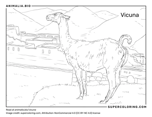 Vicuna