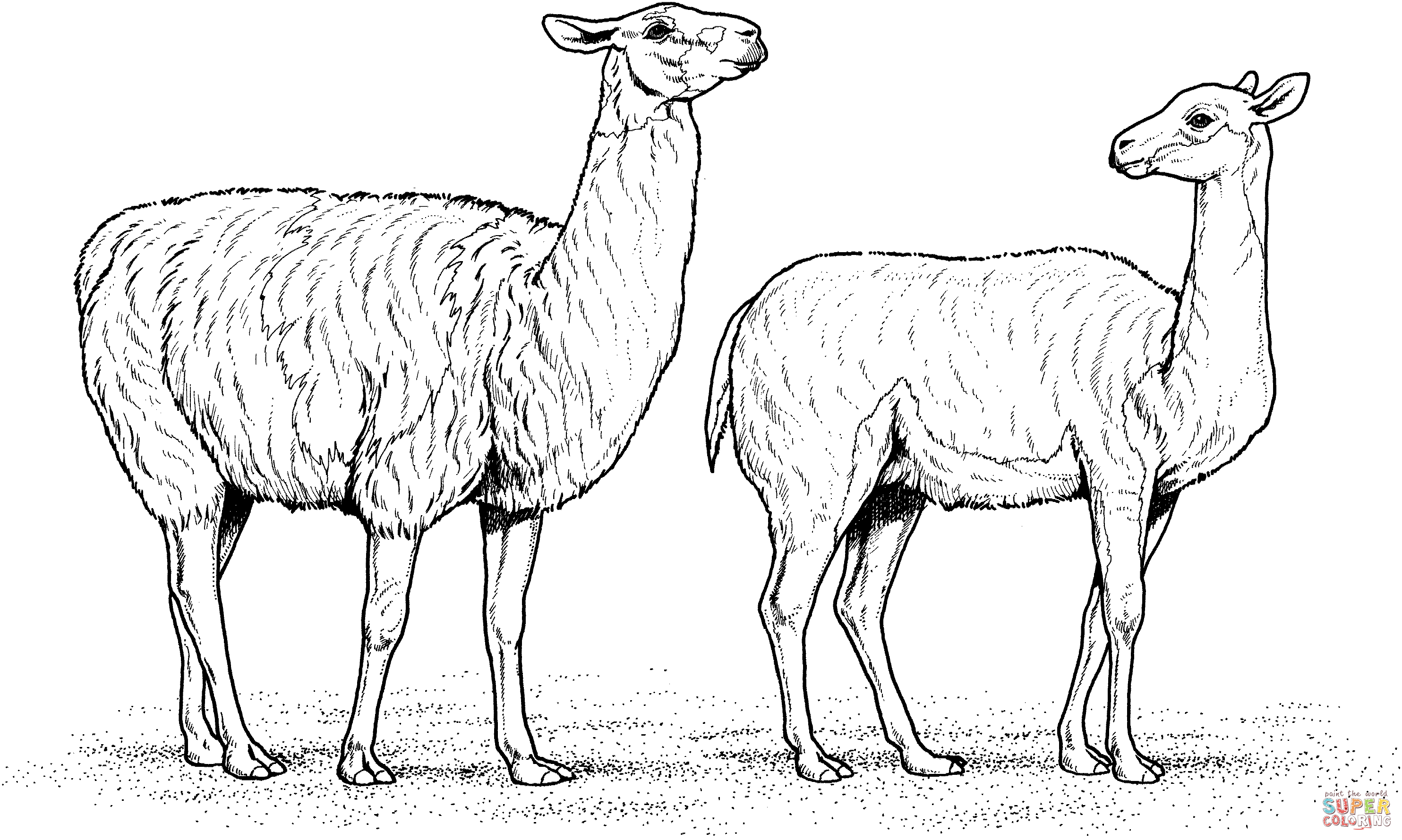 Two alpacas coloring page free printable coloring pages