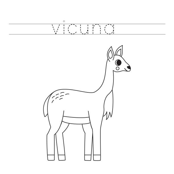 Vicugna stock illustrations royalty