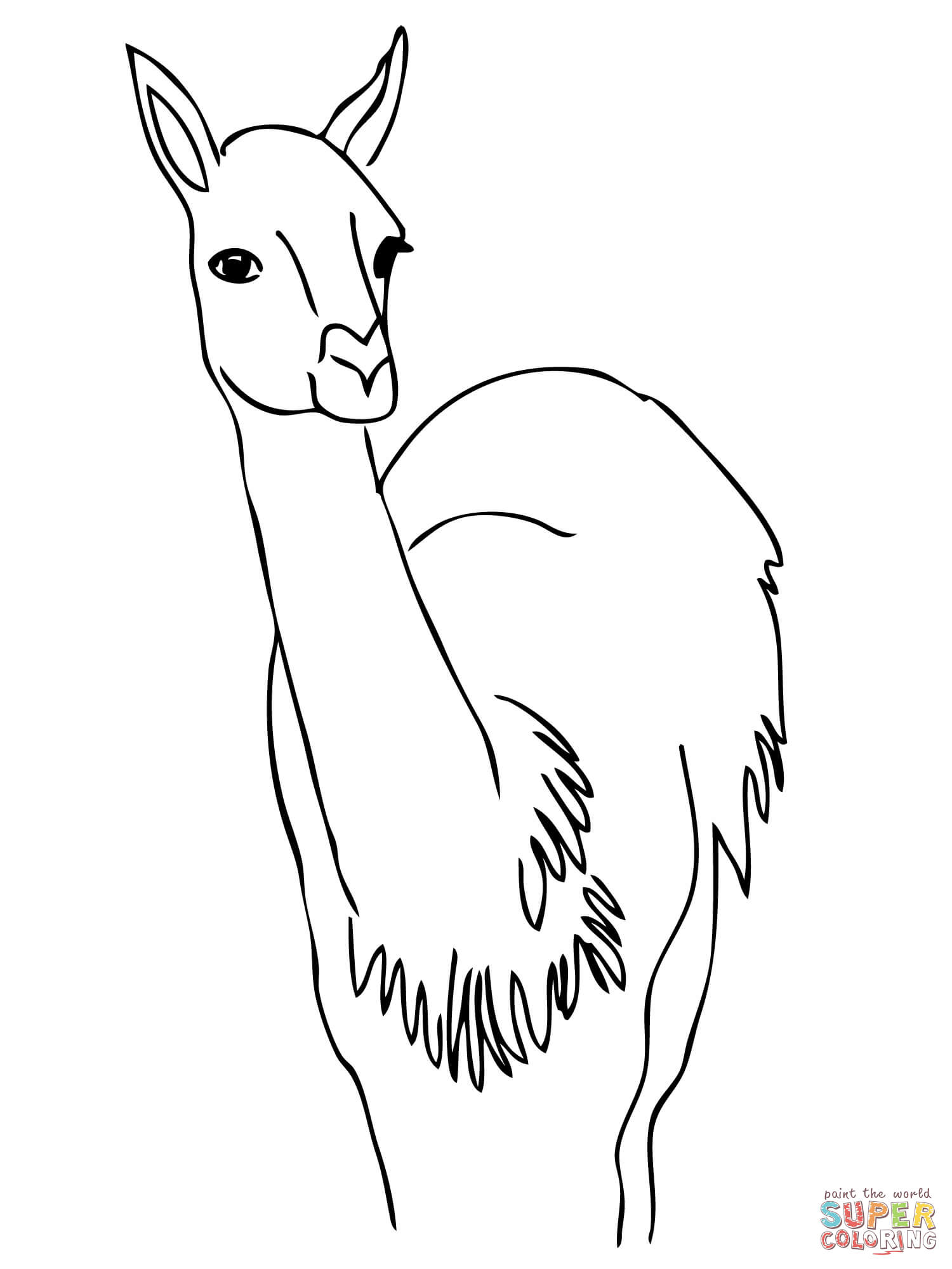 Curious guanaco coloring page free printable coloring pages