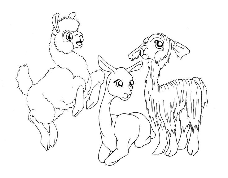 Alpacas by allison