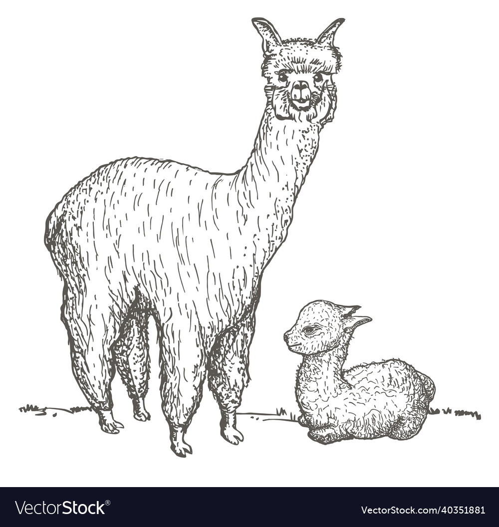 Alpaca and her cub sketch llama mama with baby vector image