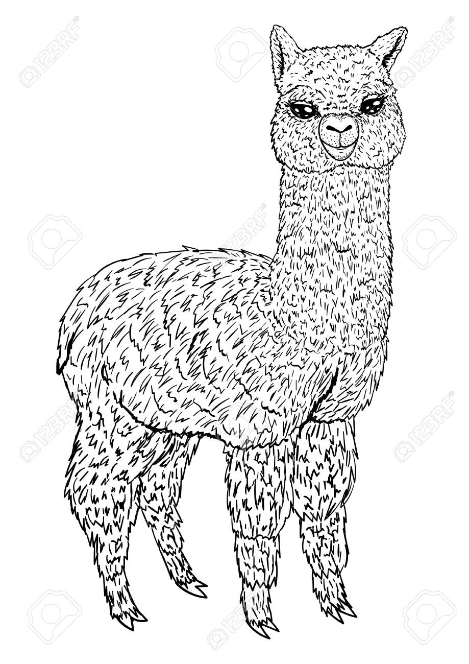 Llama sketch black line isolated on white background coloring book vector illustration for design and decoration prints childrens image royalty free svg cliparts vectors and stock illustration image