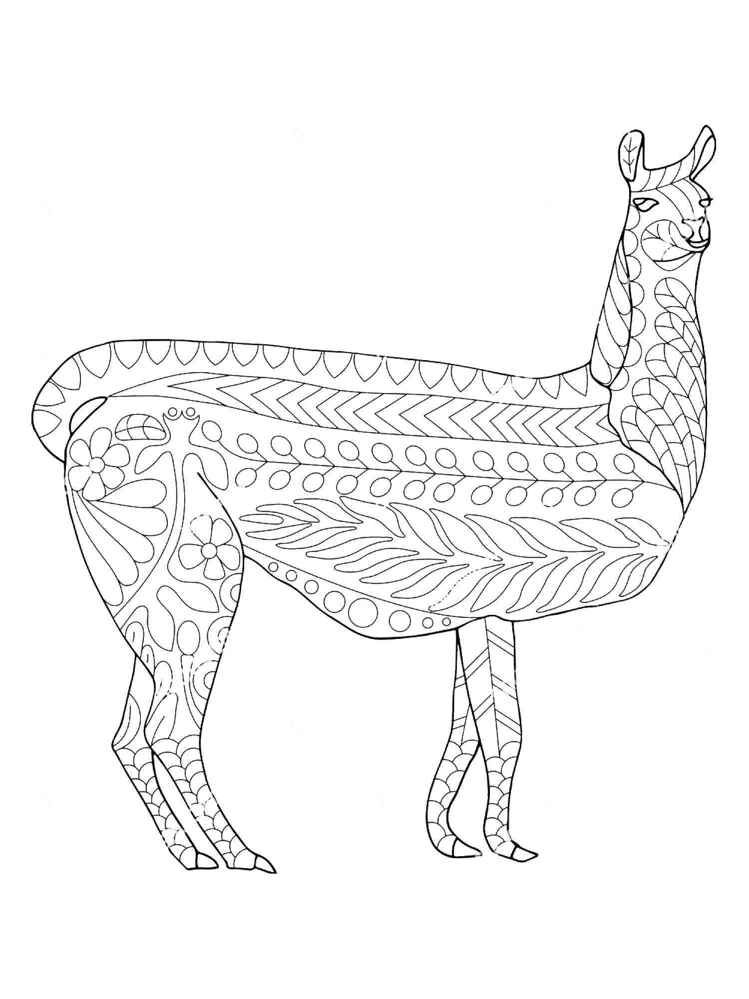 Vicuna coloring pages