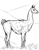 Vicunas coloring pages free coloring pages