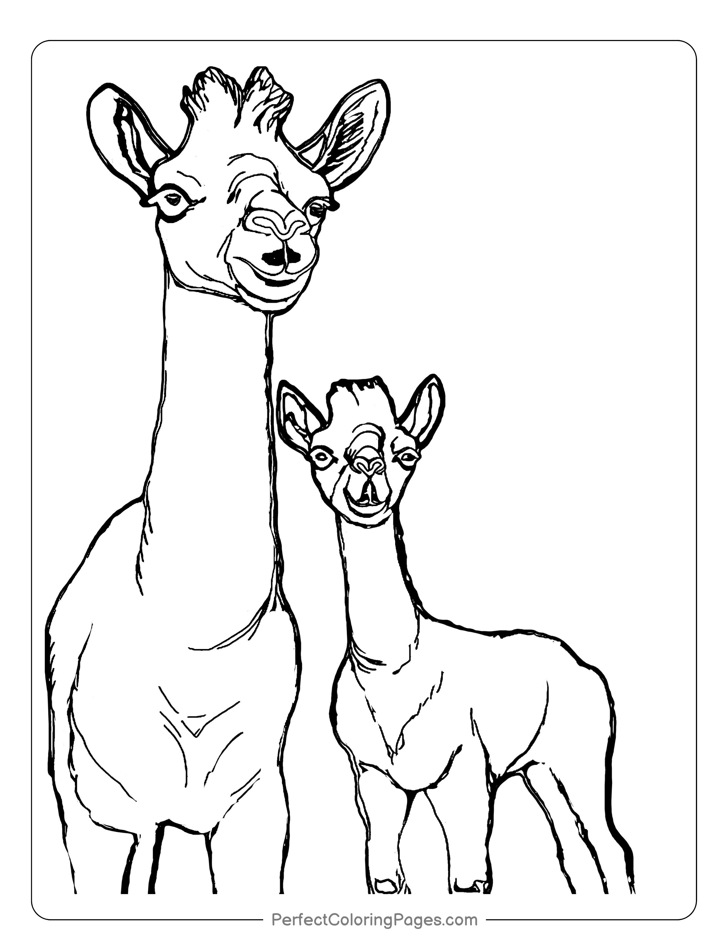 Free printable camel coloring pages perfect collection