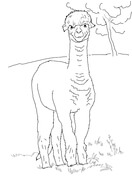 Vicunas coloring pages free coloring pages