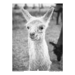 Alpaca coloring pages