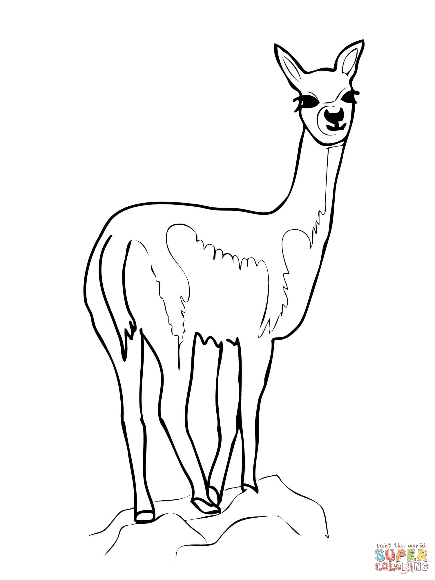 Vicuãa vicugna coloring page free printable coloring pages