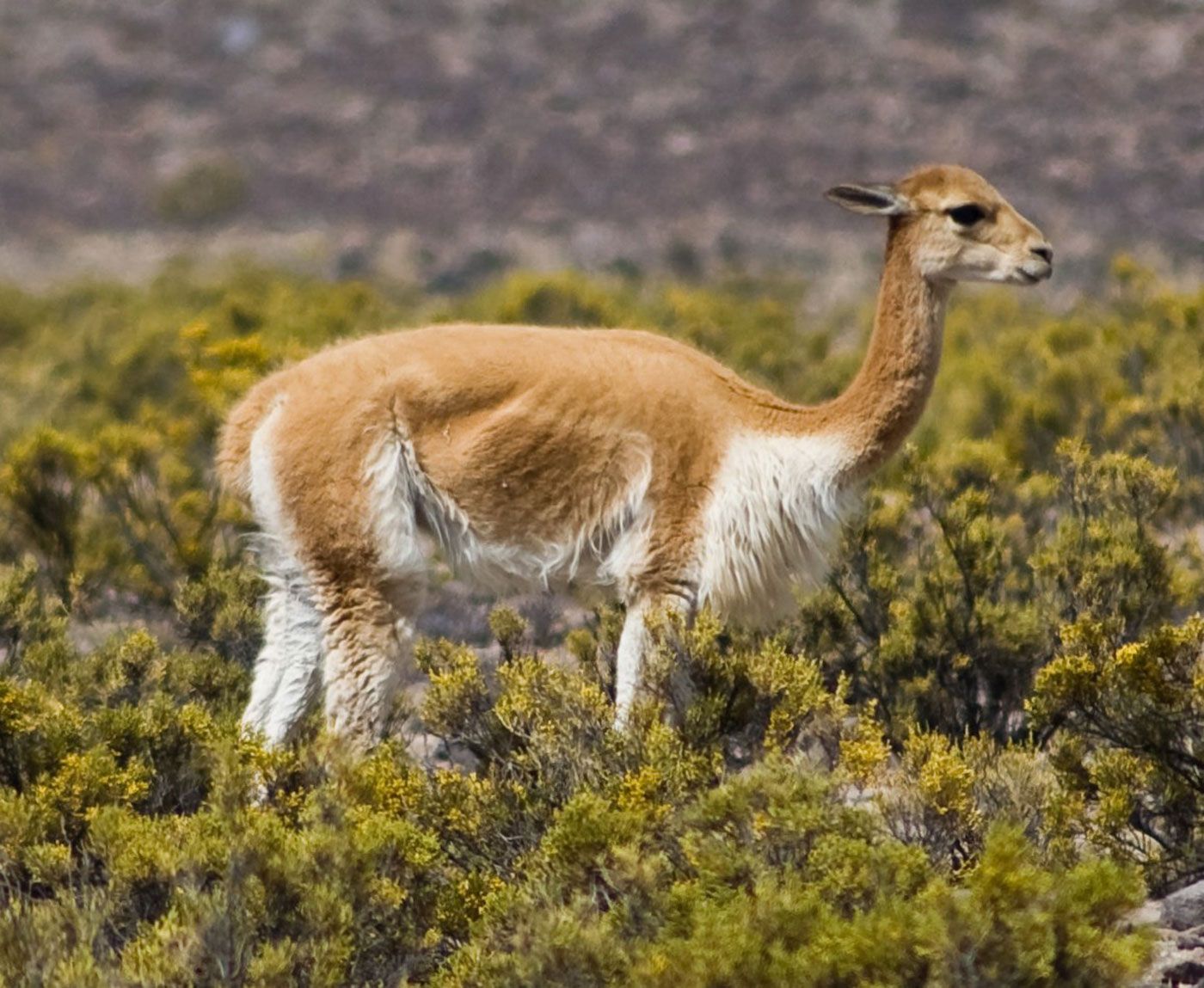 Vicuna habitat diet lifespan facts