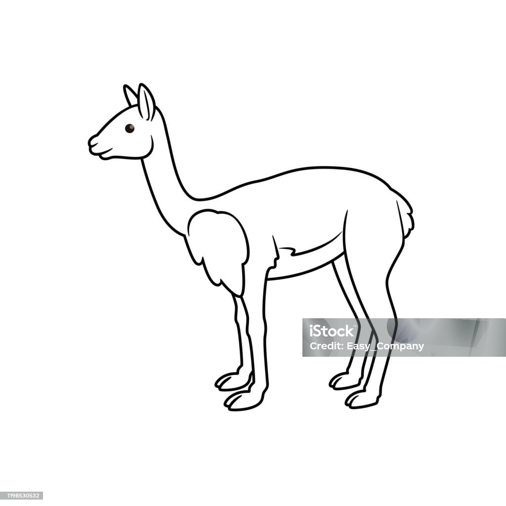 Vector illustration of vicuna isolated on white background for kids coloring book stock illustration