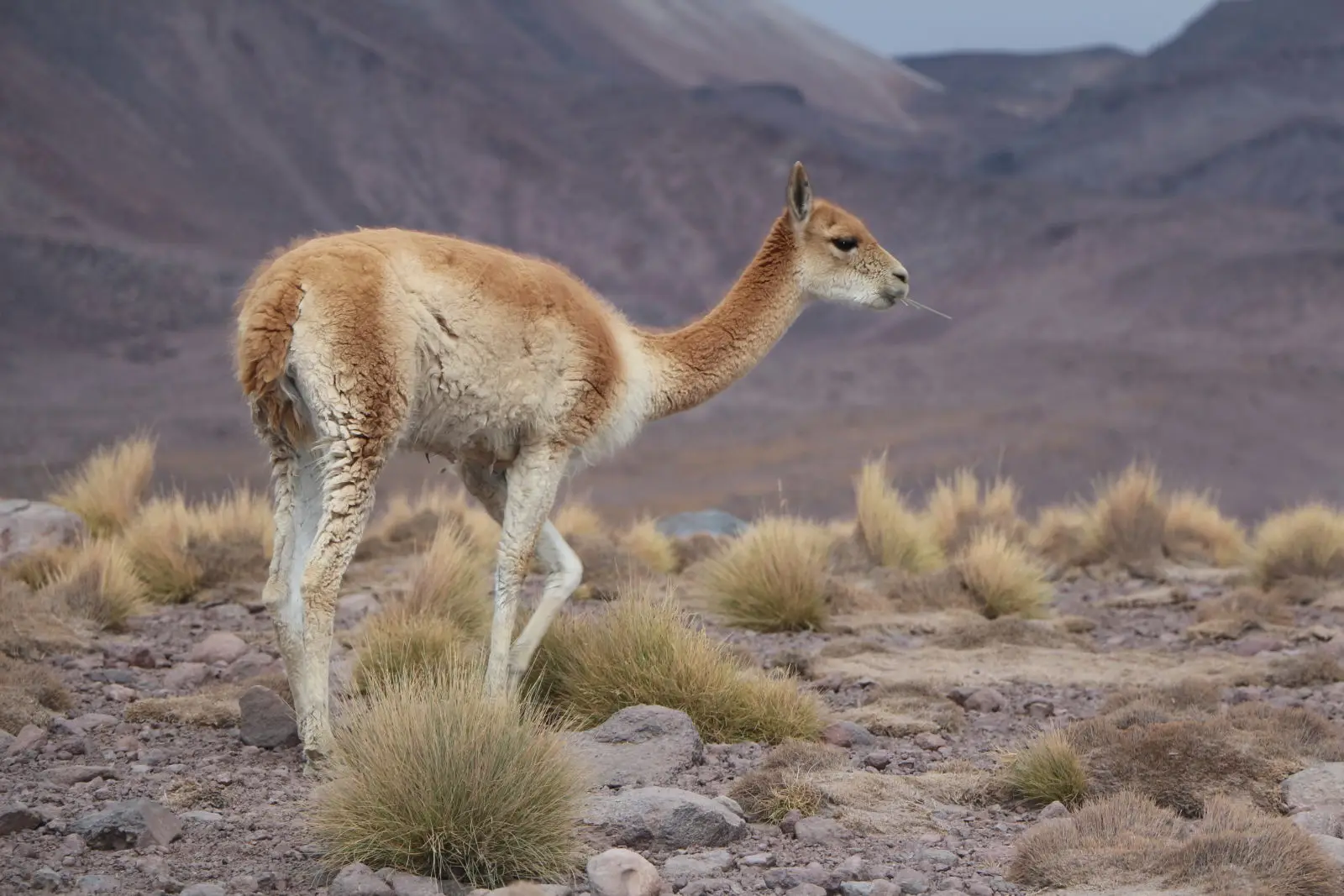 Vicuna