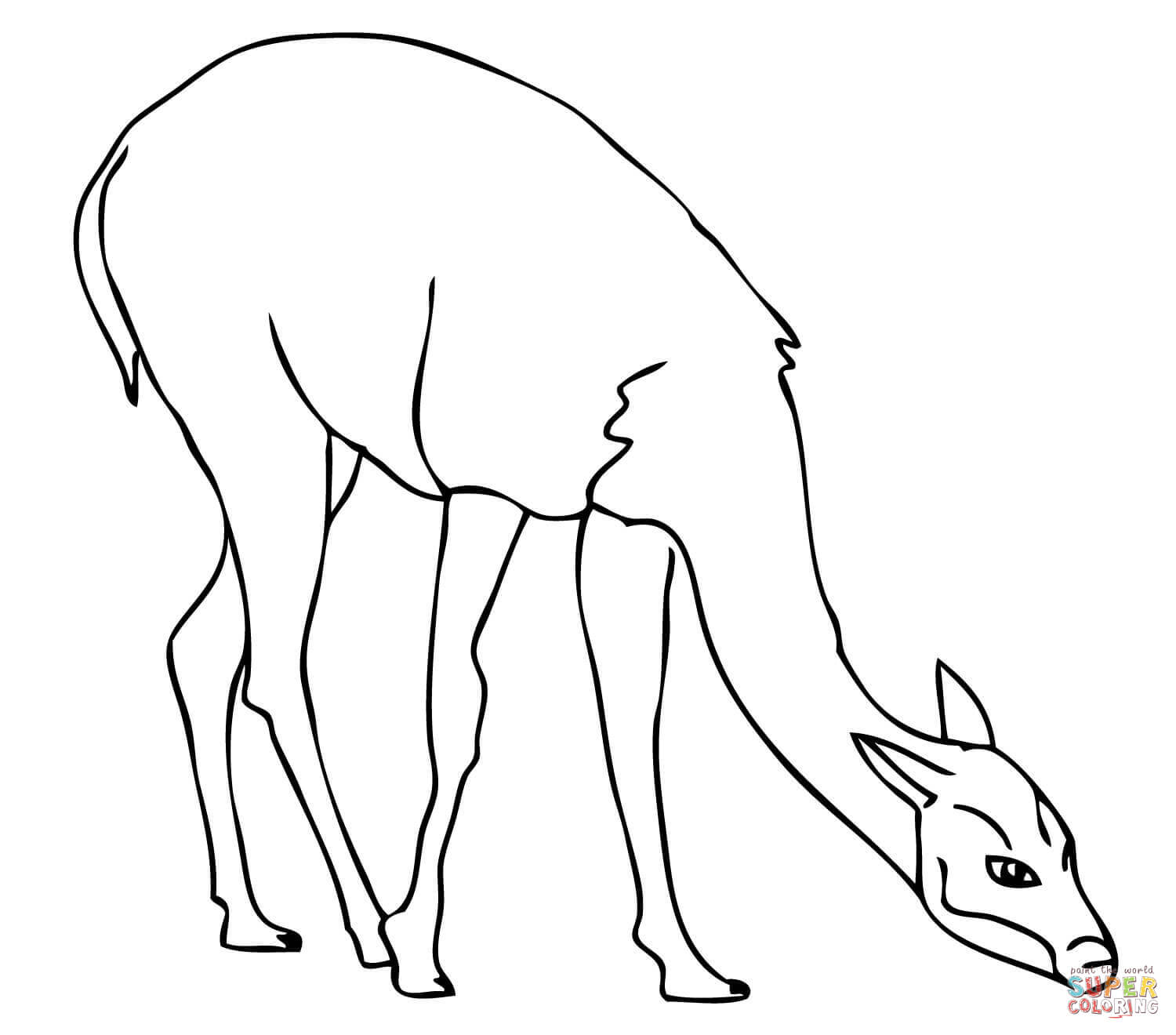 Guanaco on pasture coloring page free printable coloring pages