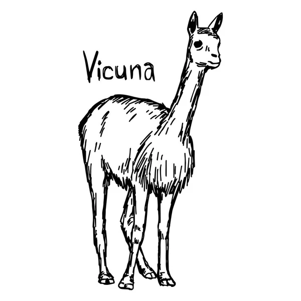 Vicuna walking