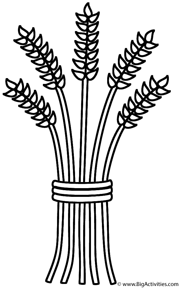 Coloring pictures of wheat wheat sheaf