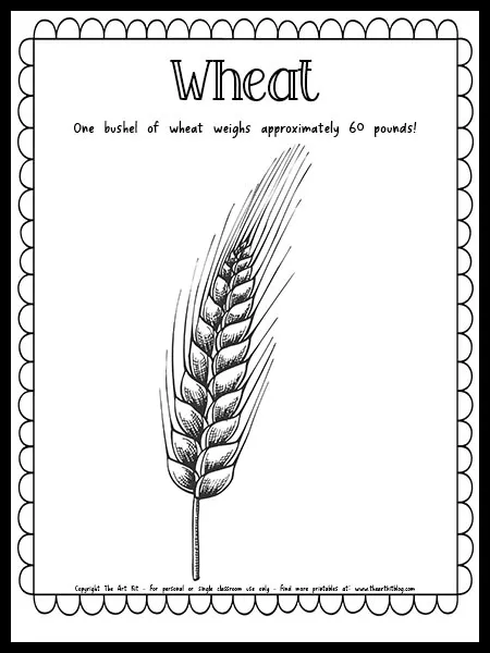 Wheat coloring page with fun fact free printable download â the art kit